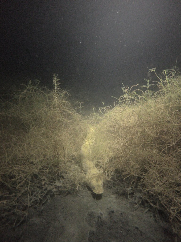 Nachttauchen Baggersee Giesen 2020